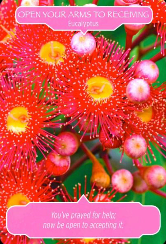 Eucalyptus: “You have prayed for help, now be open to accepting it.”