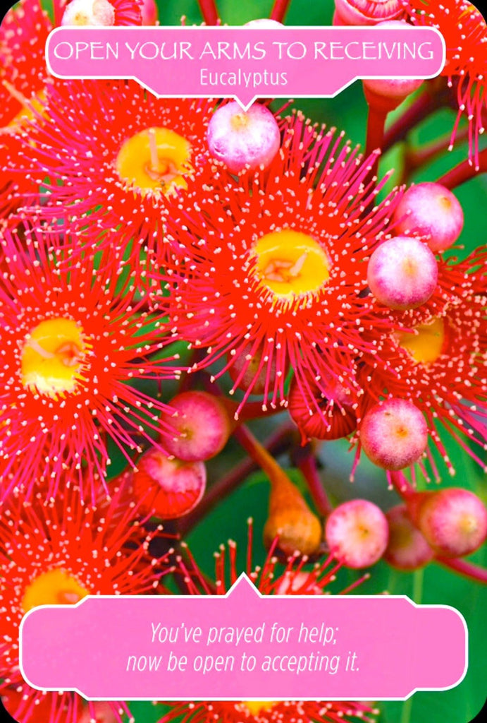 Eucalyptus: “You have prayed for help, now be open to accepting it.”