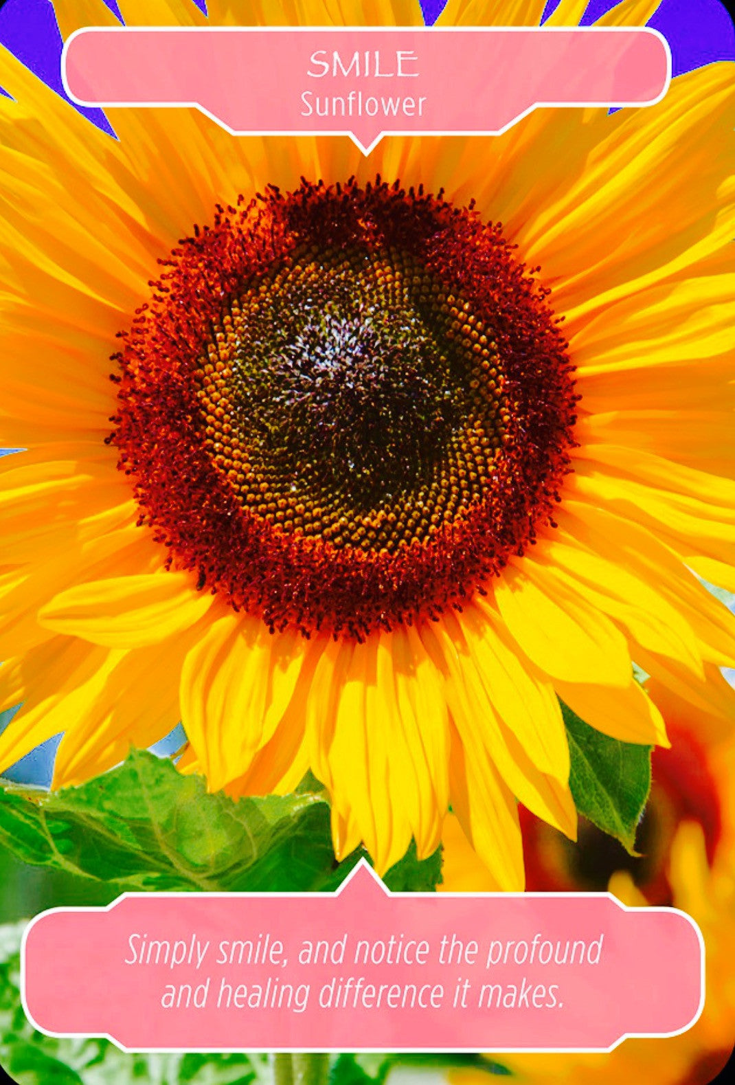 Sunflower ~ Smile: “Simply smile, and notice the profound and healing difference it makes.”