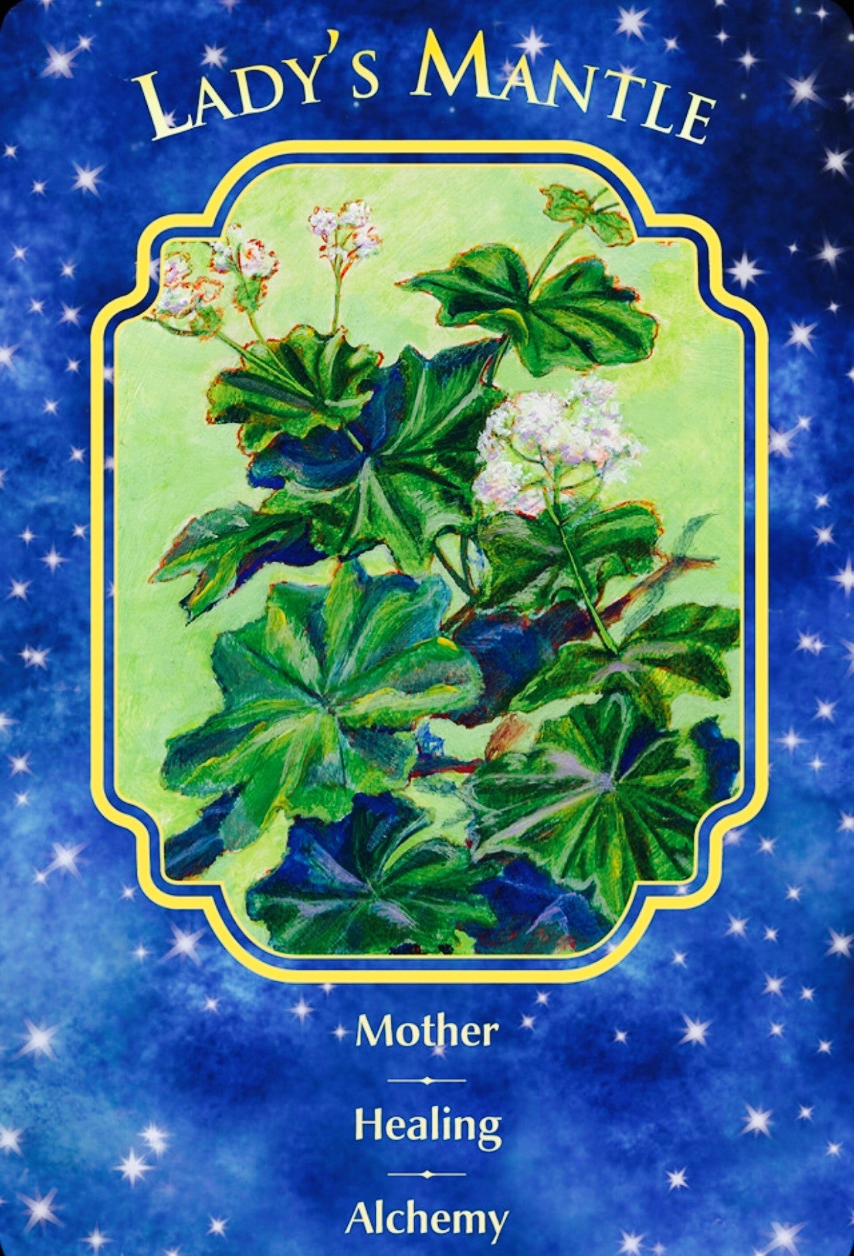 Lady’s Mantle: Mother ~ Healing ~ Alchemy.